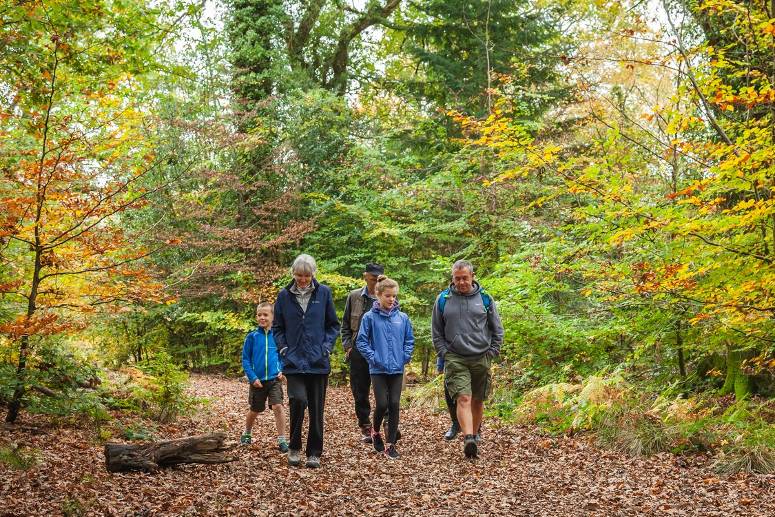 Cardinham Woods in Autumn