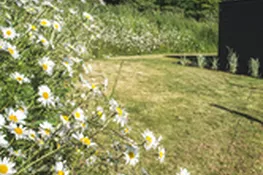 Stunning wildflowers during certain times of the year