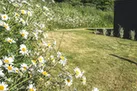 Stunning wildflowers during certain times of the year